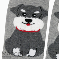 Socks - Schnauzer Dog