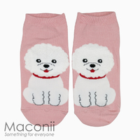 Socks - Bichon Frise Dog