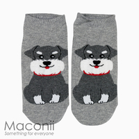 Socks - Schnauzer Dog